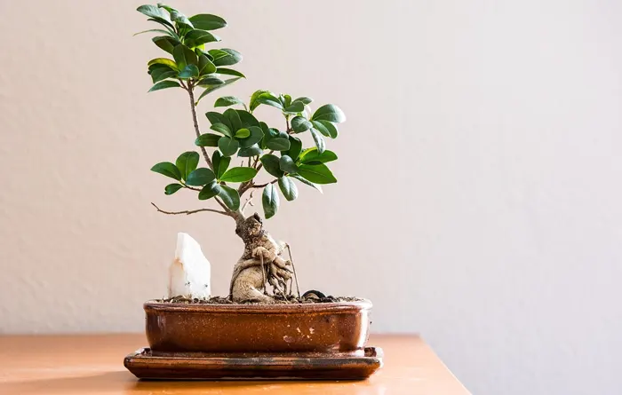 Feng Shui a casa: com influeix en la distribució del teu habitatge - Esteve Estudi Cuina i Bany - Sabadell