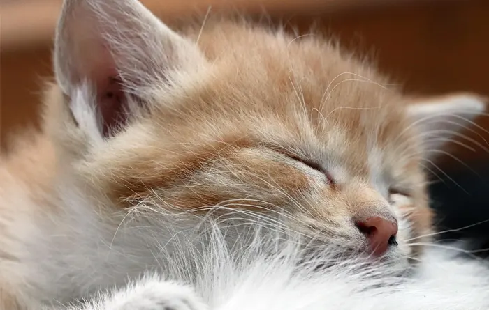 Com planificar una cuina pet friendly sense perdre elegància.  - Esteve Estudi Cuina i Bany - Sabadell